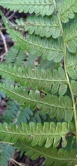 Diplazium viridissimum