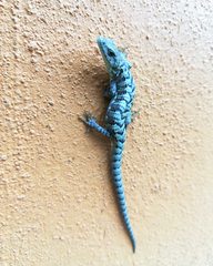 Abronia lythrochila