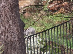 Sciurus griseus