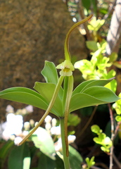 Isotria verticillata