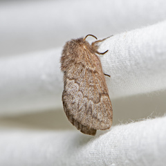 Pernattia pusilla