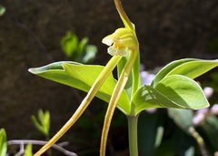 Isotria verticillata