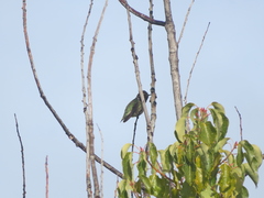 Calypte anna