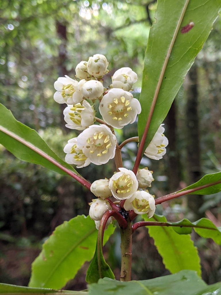 Queensland laurel