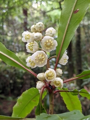 Anopterus macleayanus