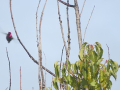 Calypte anna