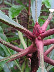 Anopterus macleayanus