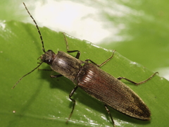 Ochosternus zealandicus