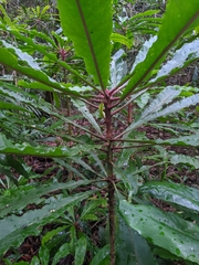 Anopterus macleayanus