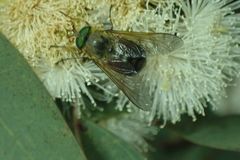 Scaptia auriflua