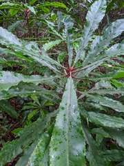 Anopterus macleayanus