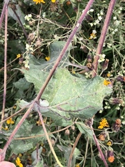 Simsia lagasceiformis