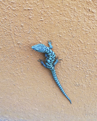 Abronia lythrochila