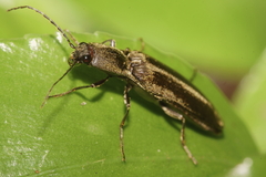 Ochosternus zealandicus