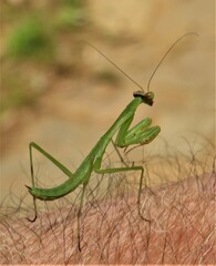 Polyspilota aeruginosa
