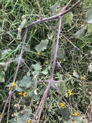 Simsia lagasceiformis