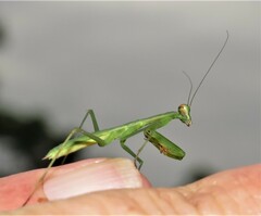 Polyspilota aeruginosa