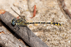 Austrogomphus collaris