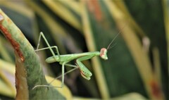 Polyspilota aeruginosa