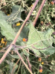 Simsia lagasceiformis