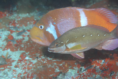 Chirodactylus brachydactylus