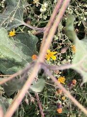 Simsia lagasceiformis