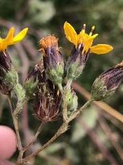 Simsia lagasceiformis