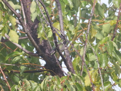 Calypte anna