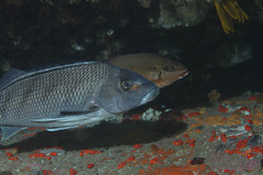 Chirodactylus grandis