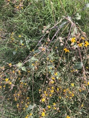 Simsia lagasceiformis