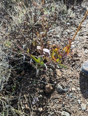 Penstemon centranthifolius