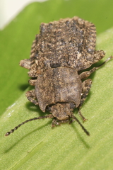 Syrphetodes marginatus