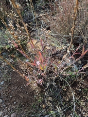 Penstemon centranthifolius