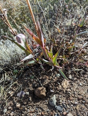 Penstemon centranthifolius