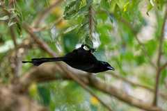 Crypsirina temia