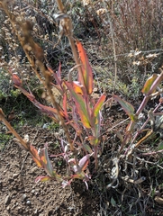 Penstemon centranthifolius