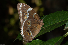 Morpho helenor