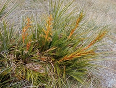 Aciphylla montana