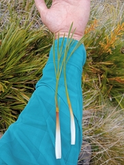 Aciphylla montana