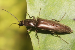 Ochosternus zealandicus