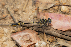 Austrogomphus collaris