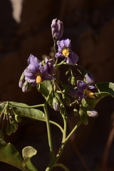 Solanum crispum