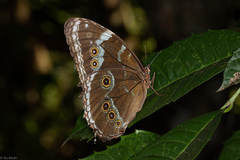 Morpho helenor