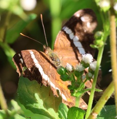 Anartia fatima colima