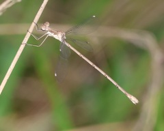 Lestes sigma