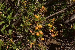 Solanum crispum