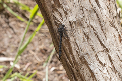 Austroaeschna anacantha