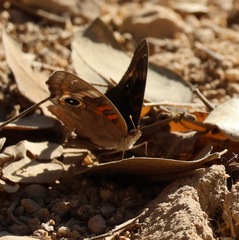 Junonia nigrosuffusa