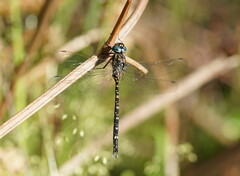 Austroaeschna multipunctata