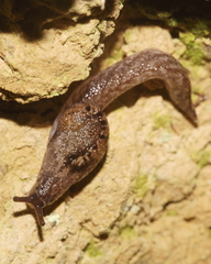 Otoconchinae